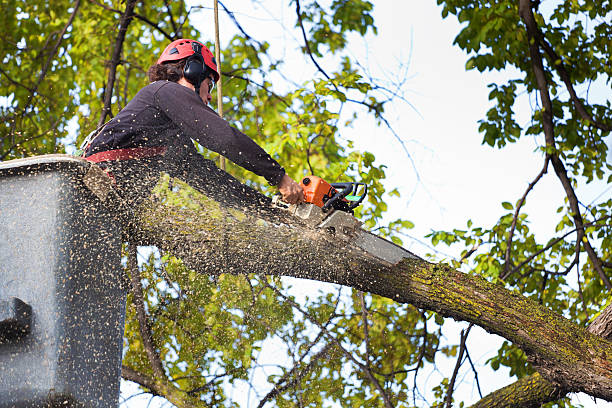 Best Tree Maintenance Programs  in Elgin, SC